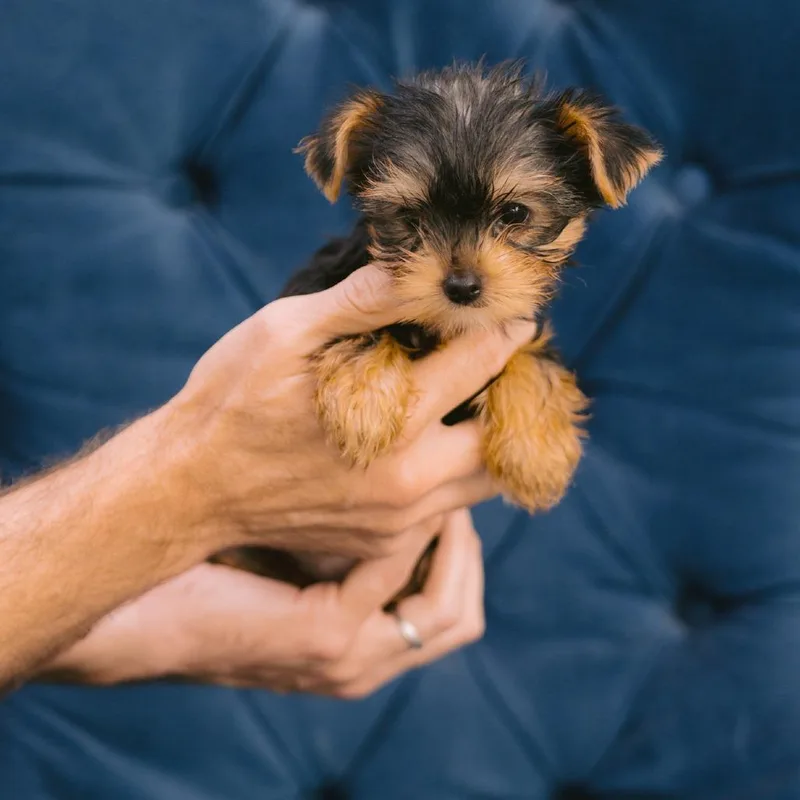 A baby small-sized female Yorkshire Terrier dog named Shadow for adoption in Zionsville, IN