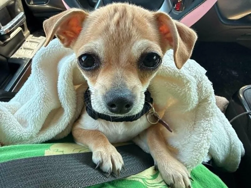 A baby small-sized male Chihuahua dog named Tank for adoption in Mesa, AZ