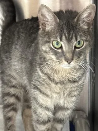 A young small-sized female Domestic Short Hair cat named Mushroom for adoption in Madison, NJ
