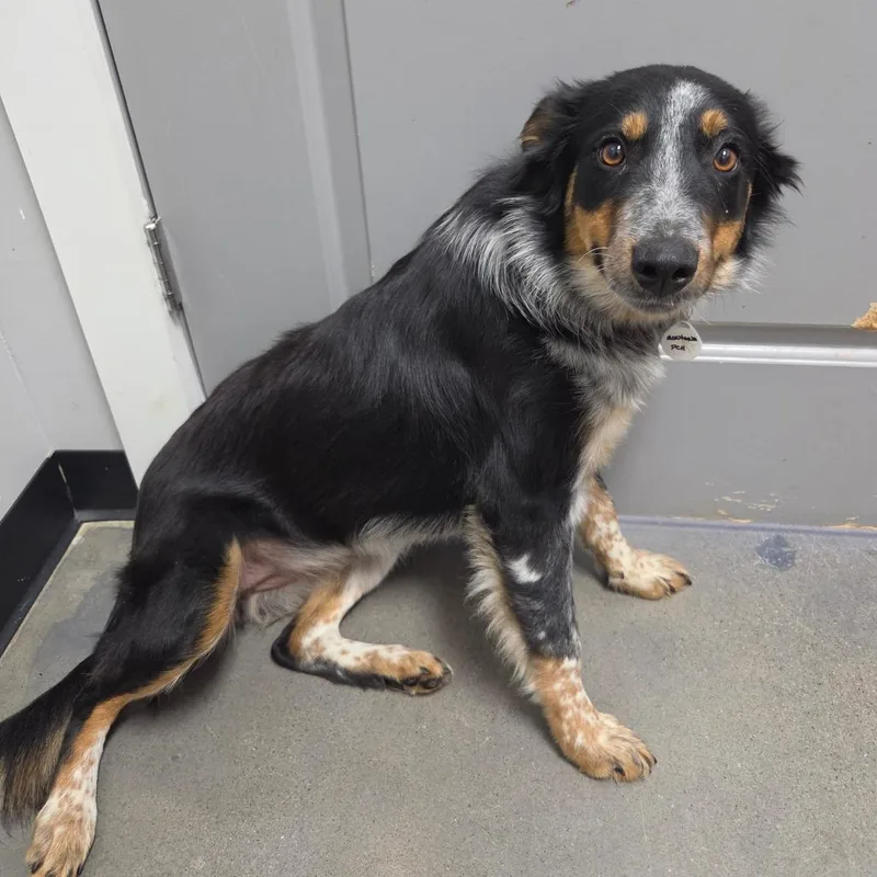 A young medium-sized female Border Collie dog named Montana for adoption in Normal, IL