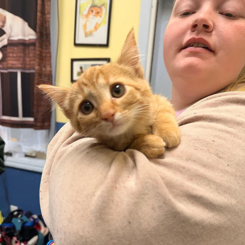A baby small-sized male Orange / Red Domestic Short Hair cat named Acorn for adoption in Park Falls, WI
