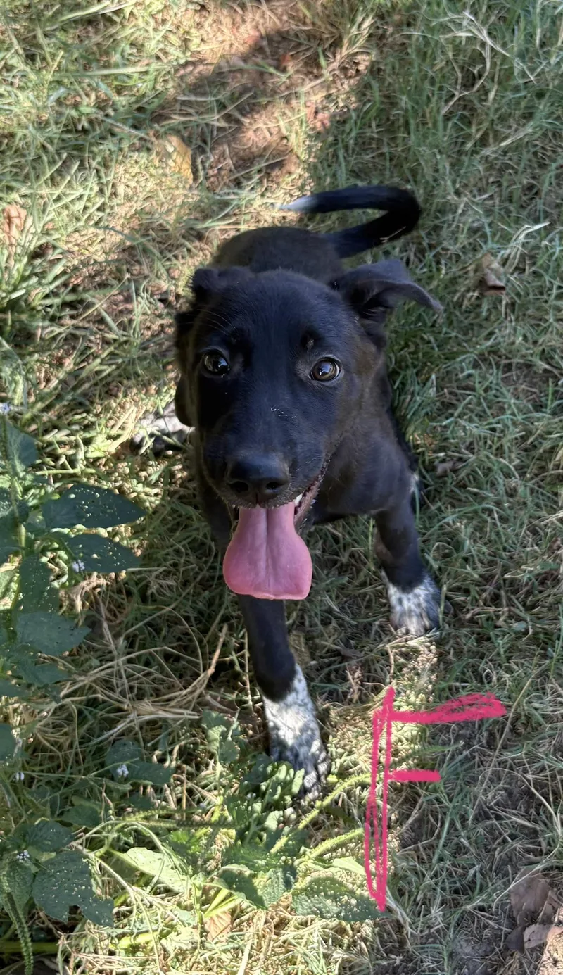 A baby medium-sized female Australian Cattle Dog / Blue Heeler dog named Indie for adoption in Moyock, NC