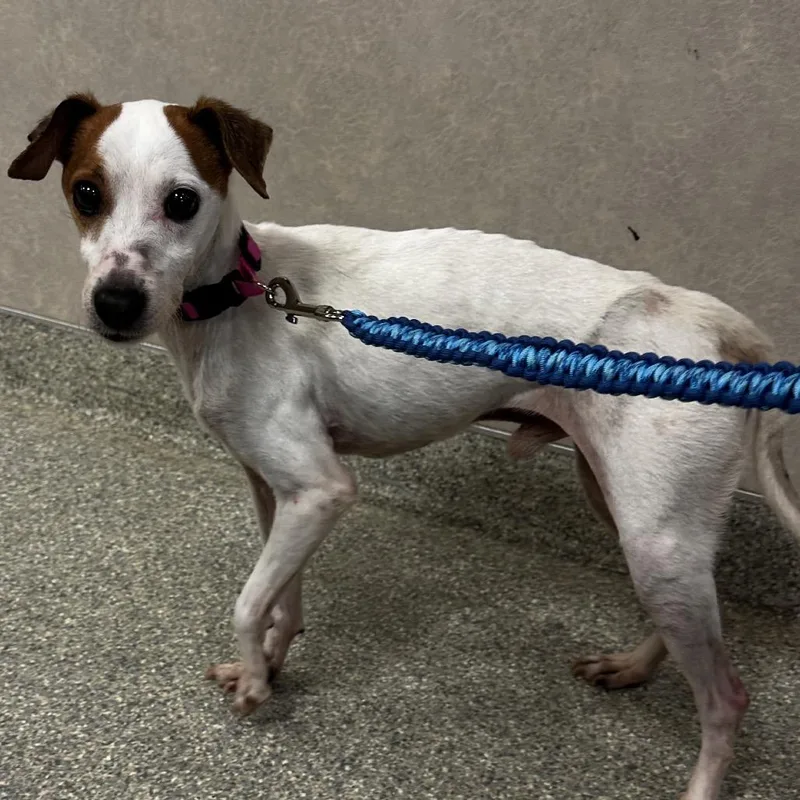 A senior small-sized male White / Cream Mixed Breed dog named Spatcy for adoption in Jacksonville, FL