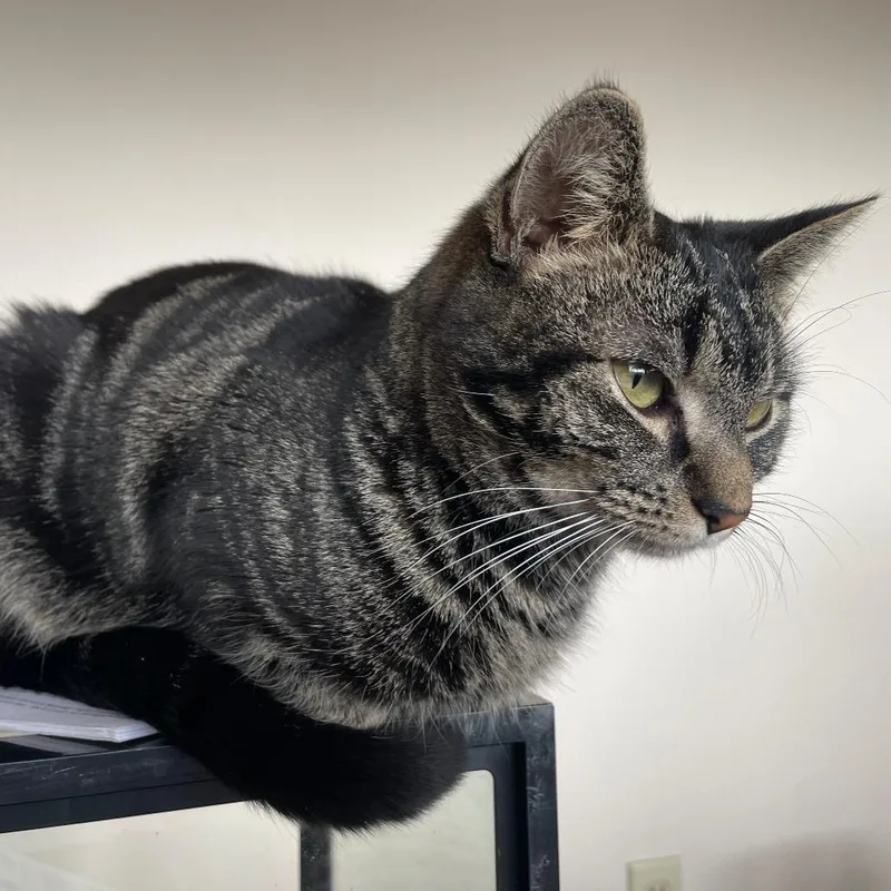 A senior medium-sized female Black Domestic Short Hair cat named Pho for adoption in Asheville, NC