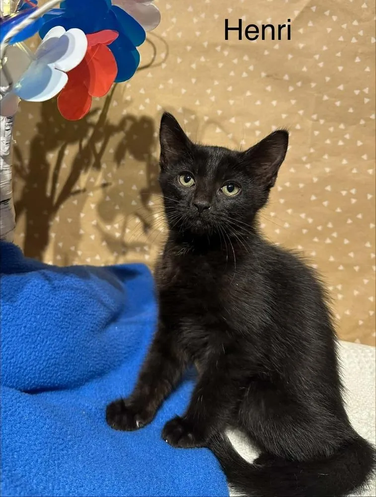 A baby small-sized male Domestic Short Hair cat named Henri for adoption in Groveland, MA