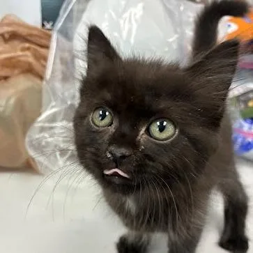 A baby small-sized female Domestic Medium Hair cat named Whitney for adoption in Jeffersonville, IN