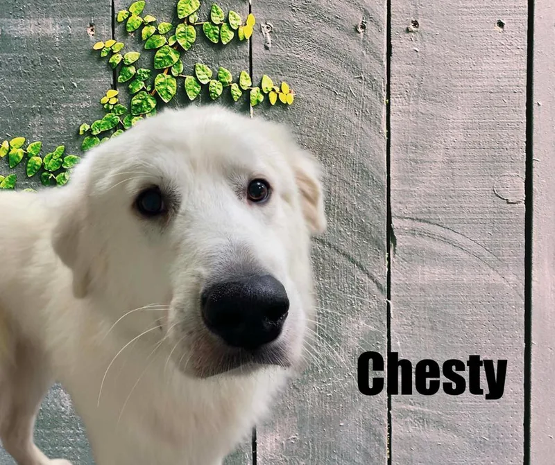 An adult extra large-sized male White / Cream Great Pyrenees dog named Chesty for adoption in Marshville, NC