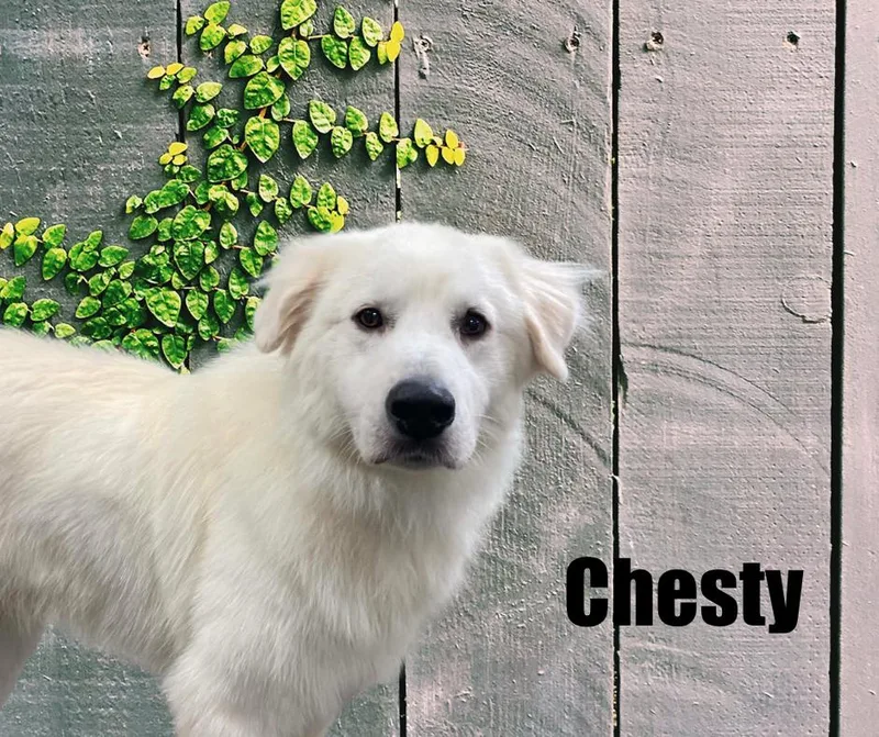 Chesty thumbnail 2