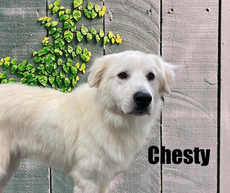 Chesty thumbnail 3