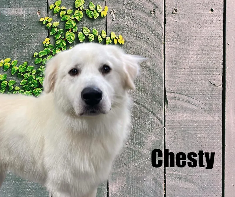Chesty thumbnail 4