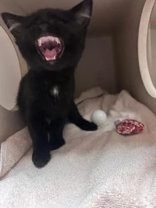 A baby medium-sized female Domestic Short Hair cat named Salem for adoption in Steamboat Springs, CO