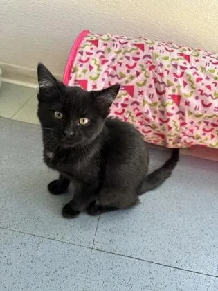 Salem thumbnail 3