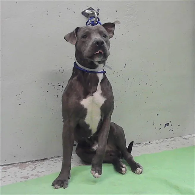 A young medium-sized male Staffordshire Bull Terrier dog named Niko for adoption in Houston, TX