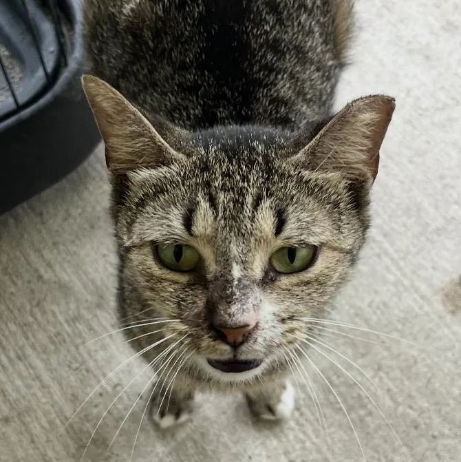 An adult medium-sized female Tabby (Brown / Chocolate) Tabby cat named Carol for adoption in Porter, TX