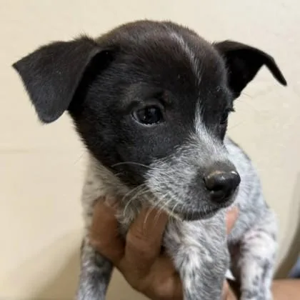 A young medium-sized female Black Australian Cattle Dog / Blue Heeler dog named Avery for adoption in Flagstaff, AZ