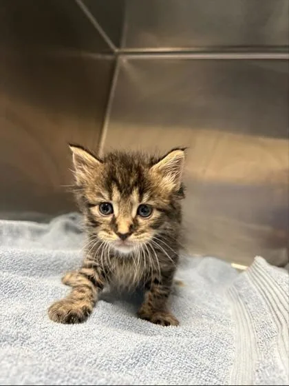 A baby small-sized male Domestic Short Hair cat named Jerry for adoption in Gainesville, FL