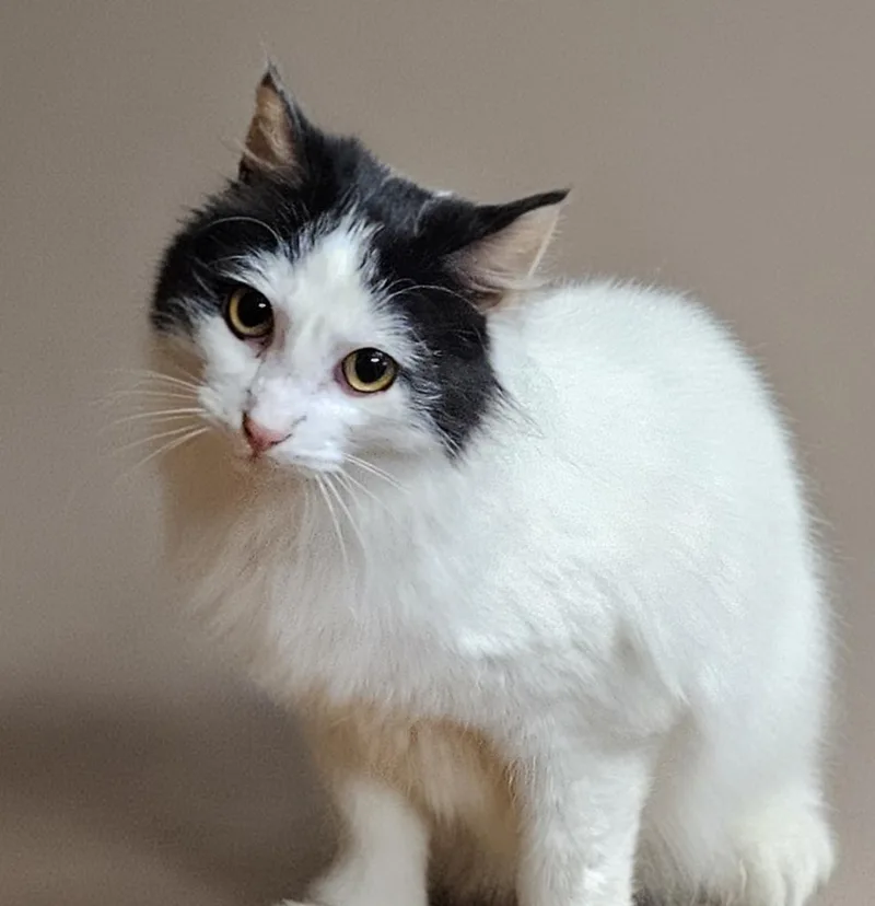 A young medium-sized male Domestic Long Hair cat named Avalon for adoption in Vineland, NJ