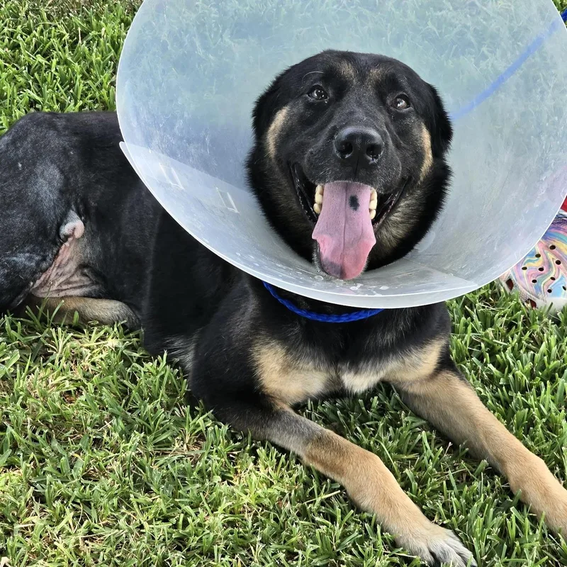 An adult medium-sized male Bicolor German Shepherd Dog dog named Peg Leg Pete for adoption in Liverpool, TX
