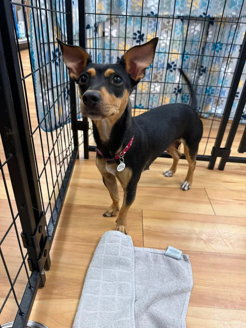A young small-sized female Bicolor Miniature Pinscher dog named Indie for adoption in Phoenix, AZ