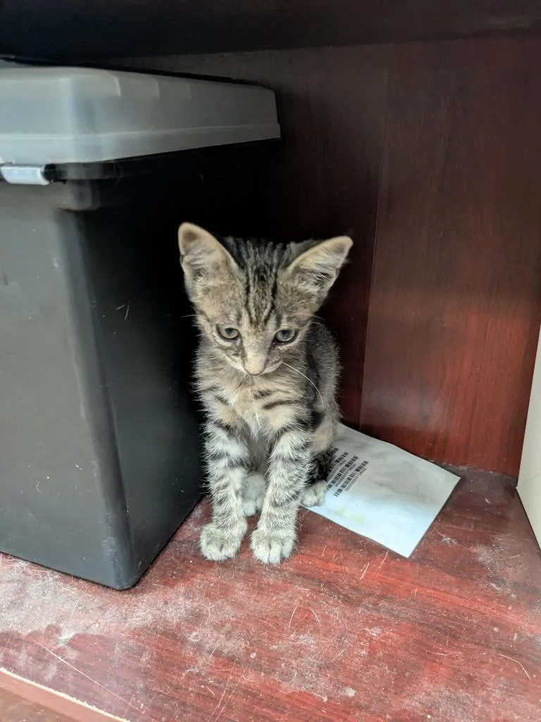 A baby large-sized male Domestic Short Hair cat named Egor for adoption in Brownwood, TX