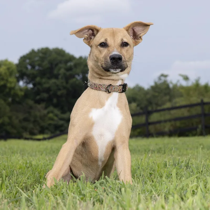 A young medium-sized female Yellow / Tan / Blond / Fawn Mixed Breed dog named Dolly for adoption in Franklin, TN