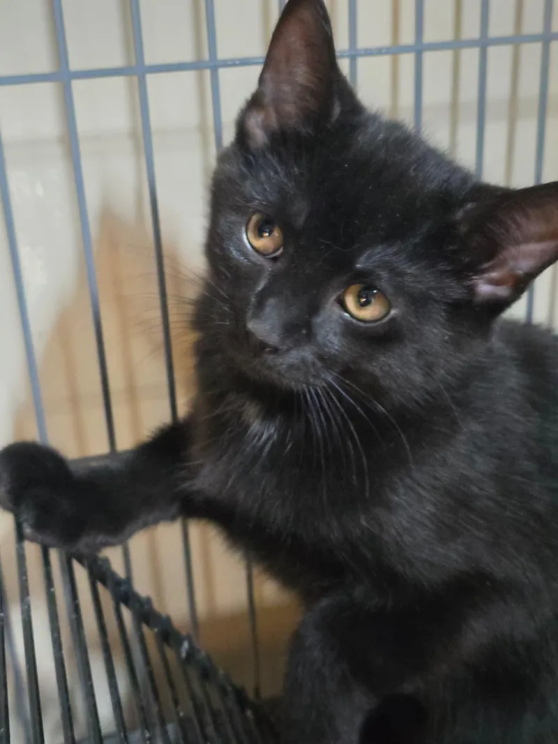 A baby medium-sized male Black Domestic Short Hair cat named Just Jack for adoption in Nottingham, MD