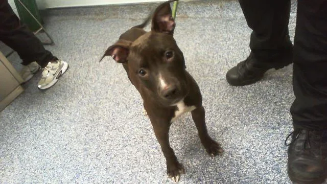 A young medium-sized female Mixed Breed dog named Roo for adoption in Charlotte, NC