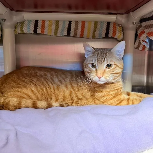 A young large-sized male Orange / Red Domestic Short Hair cat named Mango for adoption in Springfield, MA