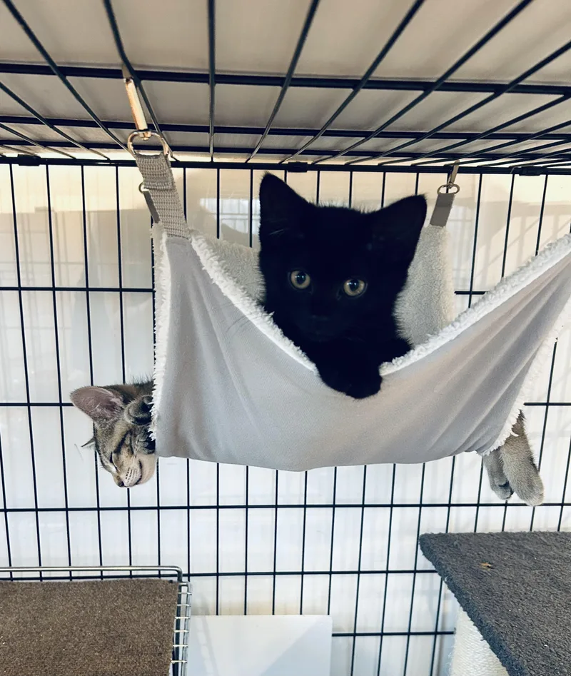 A baby medium-sized female Black Domestic Short Hair cat named Scarlet for adoption in Darien, CT
