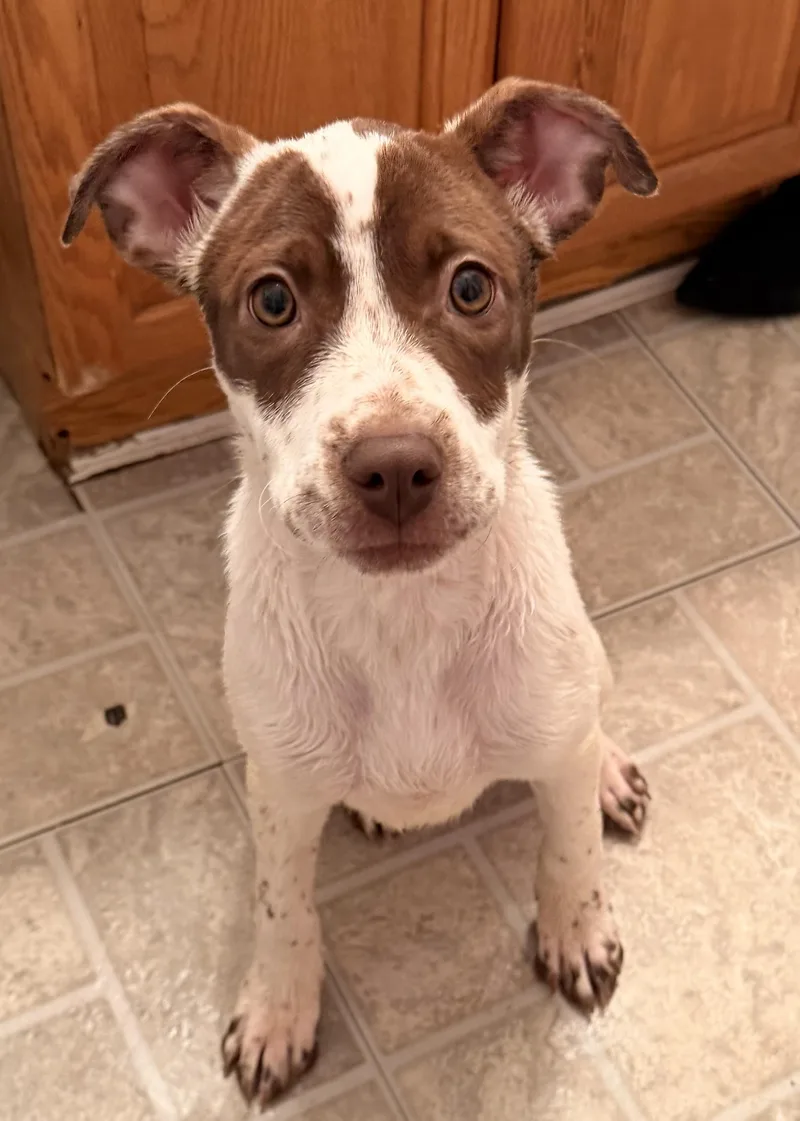 A baby medium-sized female Pointer dog named Nessa for adoption in Carmel, NY
