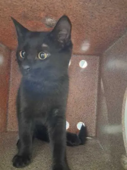 A baby small-sized female Domestic Short Hair cat named Castor for adoption in Sevierville, TN