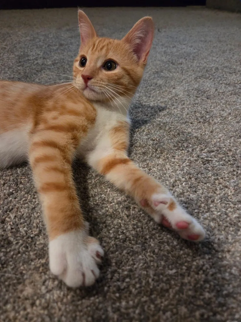 A baby medium-sized female Orange / Red Domestic Short Hair cat named Clementine for adoption in Manhattan, KS