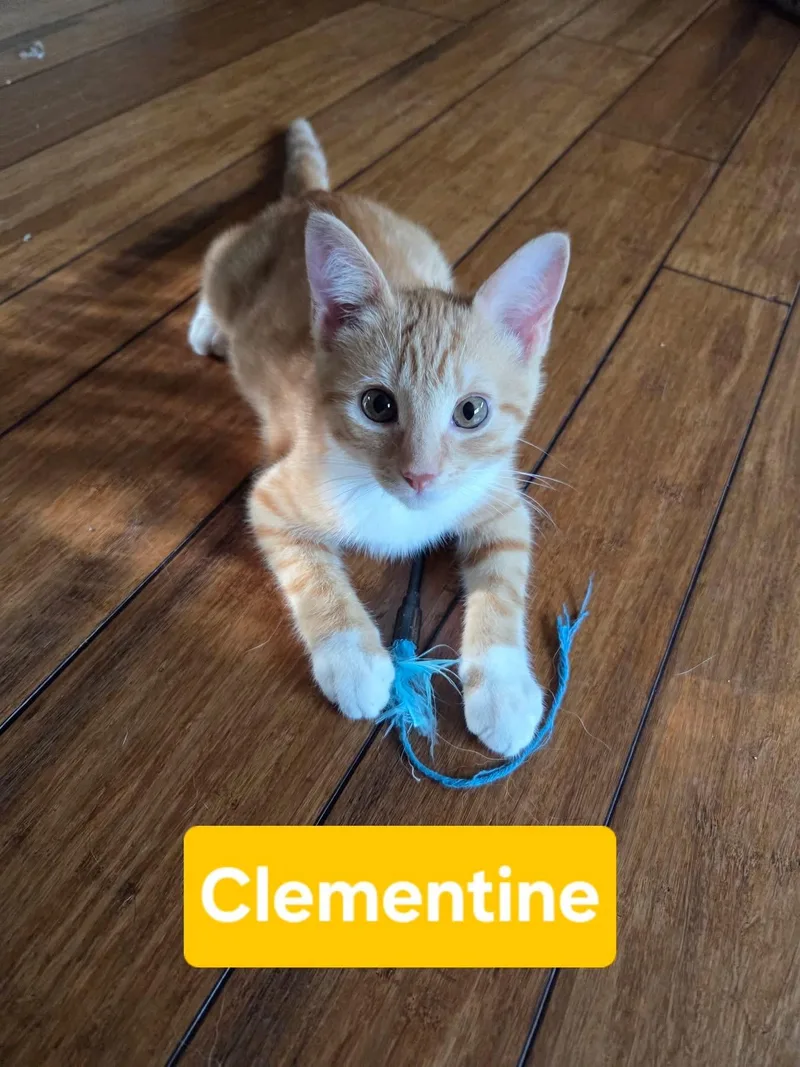 Clementine thumbnail 6