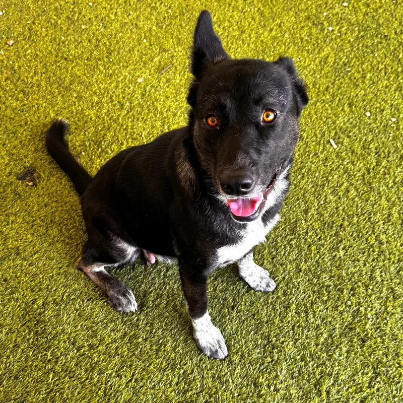 An adult medium-sized female Shepherd dog named Dahl for adoption in LOXAHATCHEE, FL
