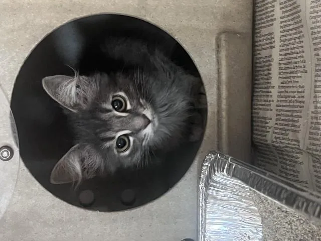 Niko