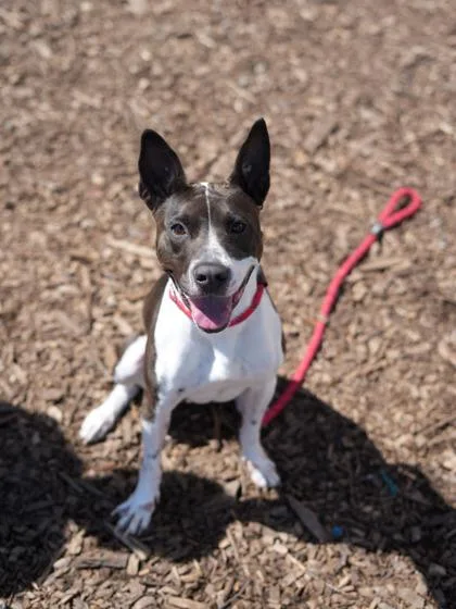 An adult large-sized female Mixed Breed dog named Annalisa for adoption in Chamblee, GA