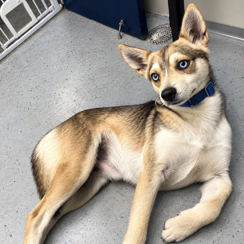 A young medium-sized male Yellow / Tan / Blond / Fawn Mixed Breed dog named Ringo for adoption in Uniontown, PA