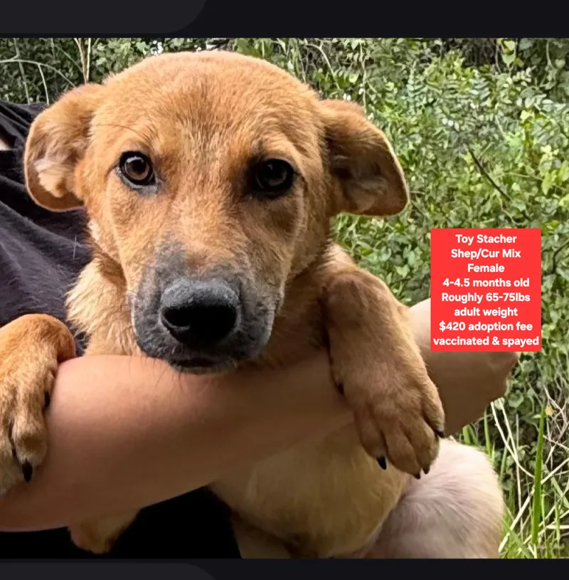 A baby large-sized female Shepherd dog named Toy Stacher for adoption in Oviedo, FL