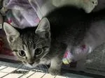 A baby medium-sized male Tabby (Brown / Chocolate) Domestic Short Hair cat named Harlan for adoption in Heathsville, VA