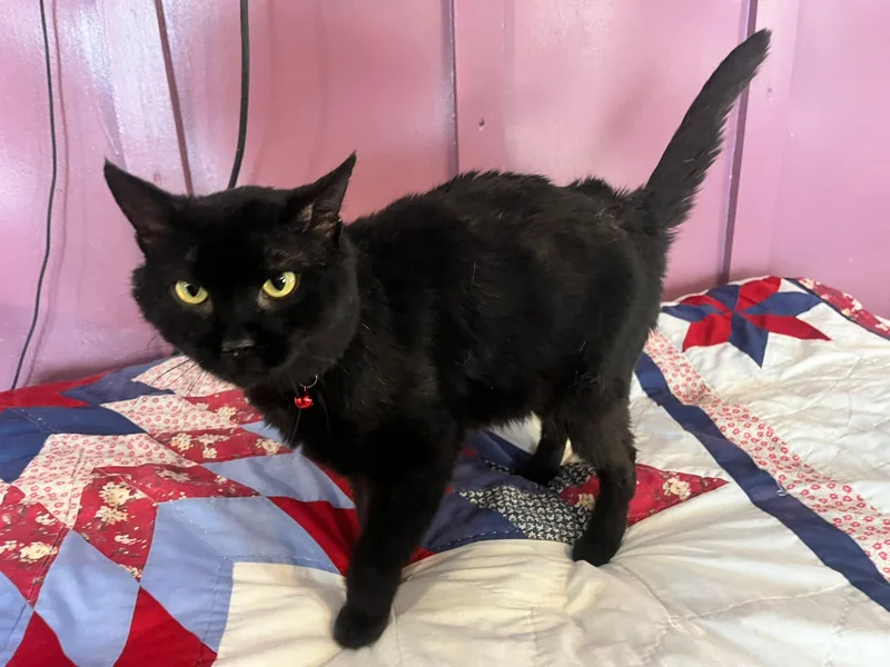 An adult medium-sized male American Shorthair cat named Coal for adoption