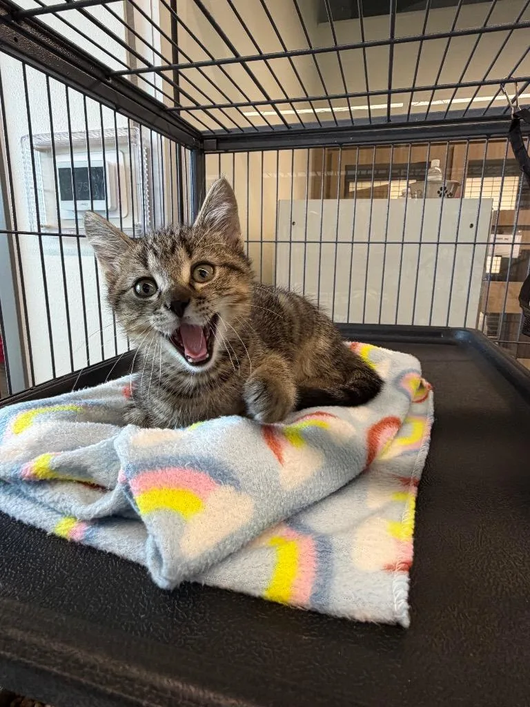 A baby small-sized male Domestic Short Hair cat named Enzo for adoption in Bossier City, LA