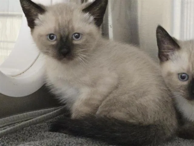 A baby small-sized male Domestic Short Hair cat named Kai for adoption in Auburn, CA