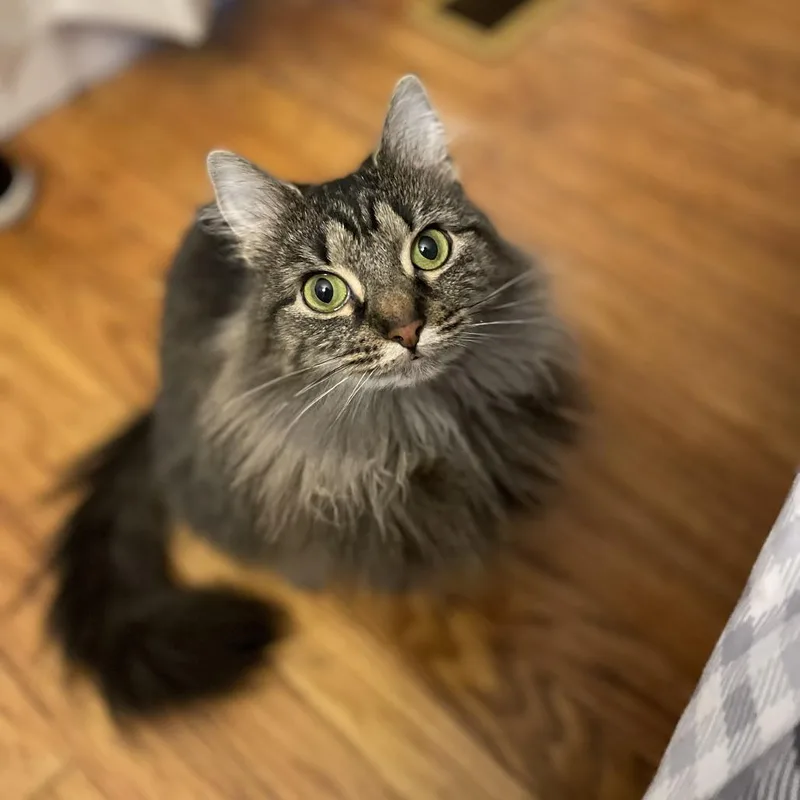 An adult medium-sized female Domestic Long Hair cat named Lucy for adoption in Jasper, IN