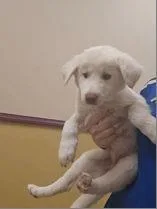 A baby large-sized female Great Pyrenees dog named Quinn for adoption in Morton Grove, IL