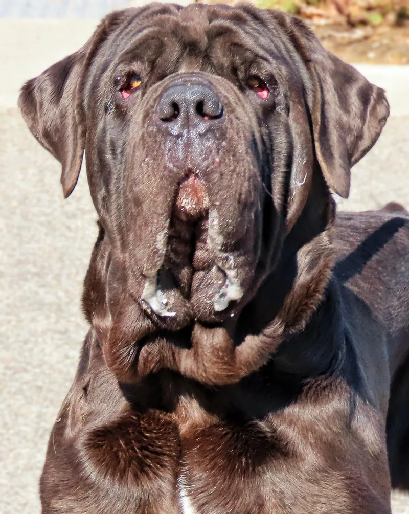 An adult extra large-sized male Black Neapolitan Mastiff dog named Max for adoption in Amityville, NY