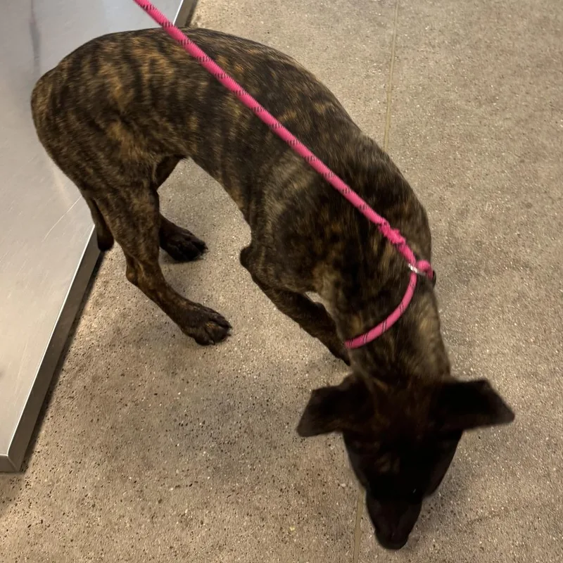 A young medium-sized male Mixed Breed dog named 111214 for adoption in Las Cruces, NM