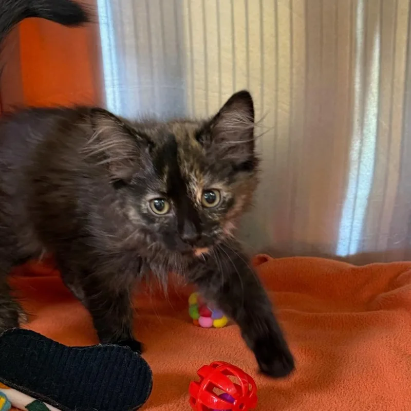 A baby small-sized female Tortoiseshell Domestic Long Hair cat named Voicetrumpet for adoption in Waukesha, WI