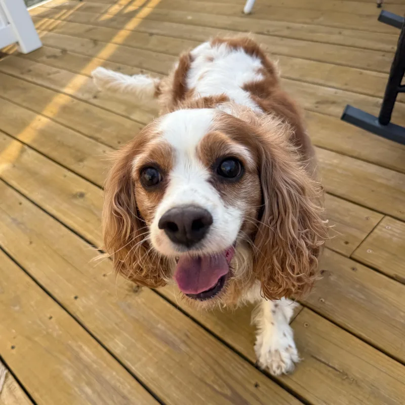 An adult small-sized female Cavalier King Charles Spaniel dog named Dolly for adoption in Queenstown, MD