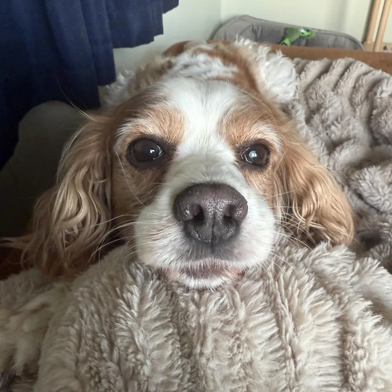 Dolly thumbnail 3