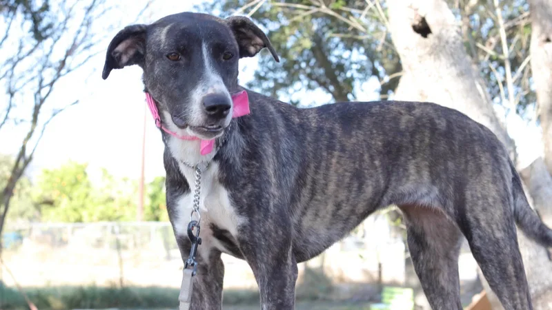 An adult medium-sized female Brindle Greyhound dog named Lydia for adoption in MISSION, TX